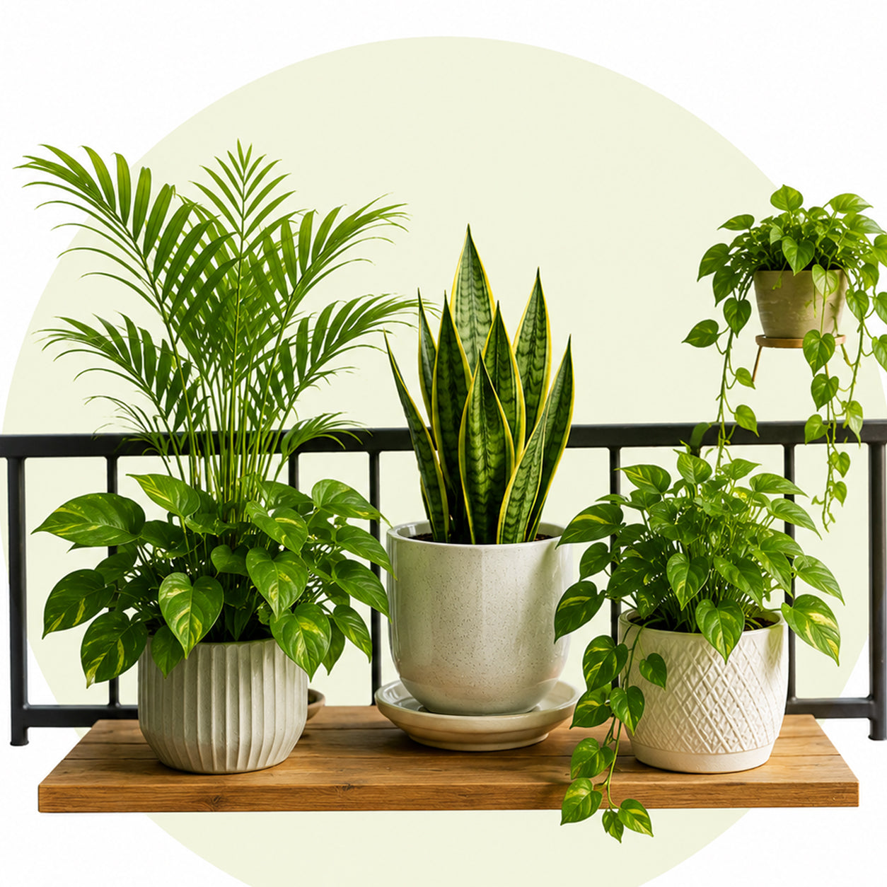 Indoor & Balcony Garden Care