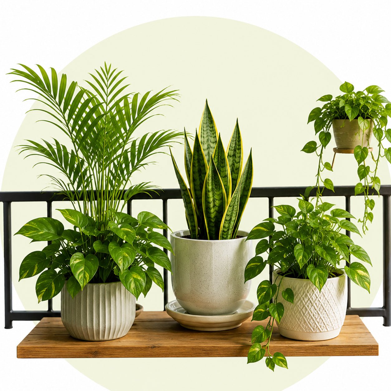 Indoor & Balcony Garden Care