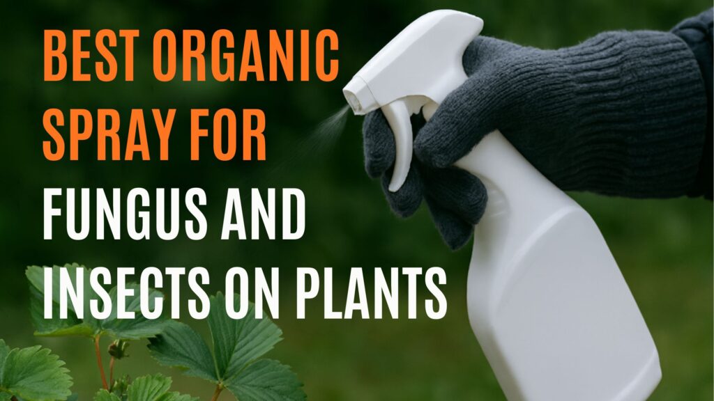 Best Organic Spray for Fungus and Insects on Plants