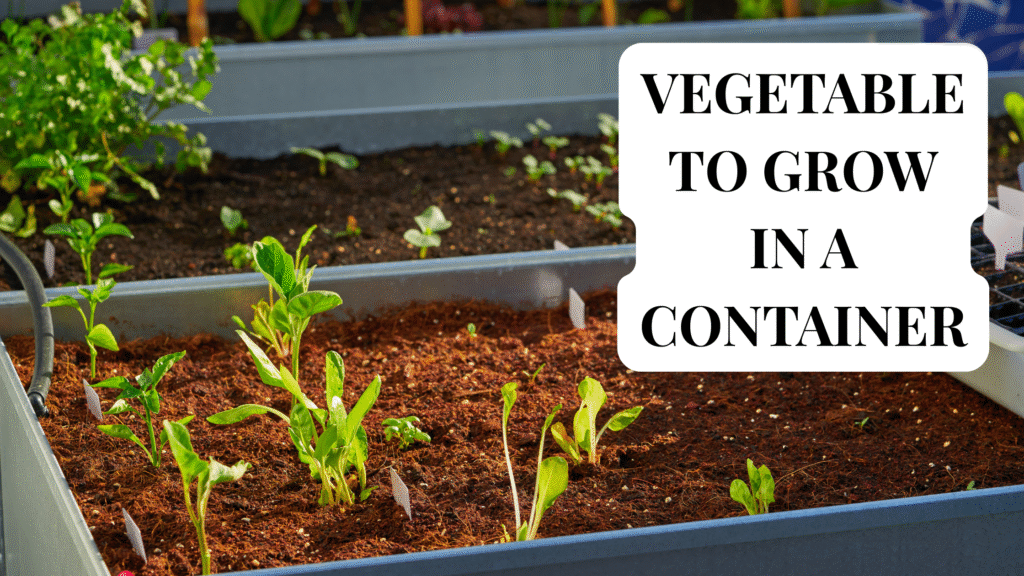 Vegetables to grow in a container on a balcony