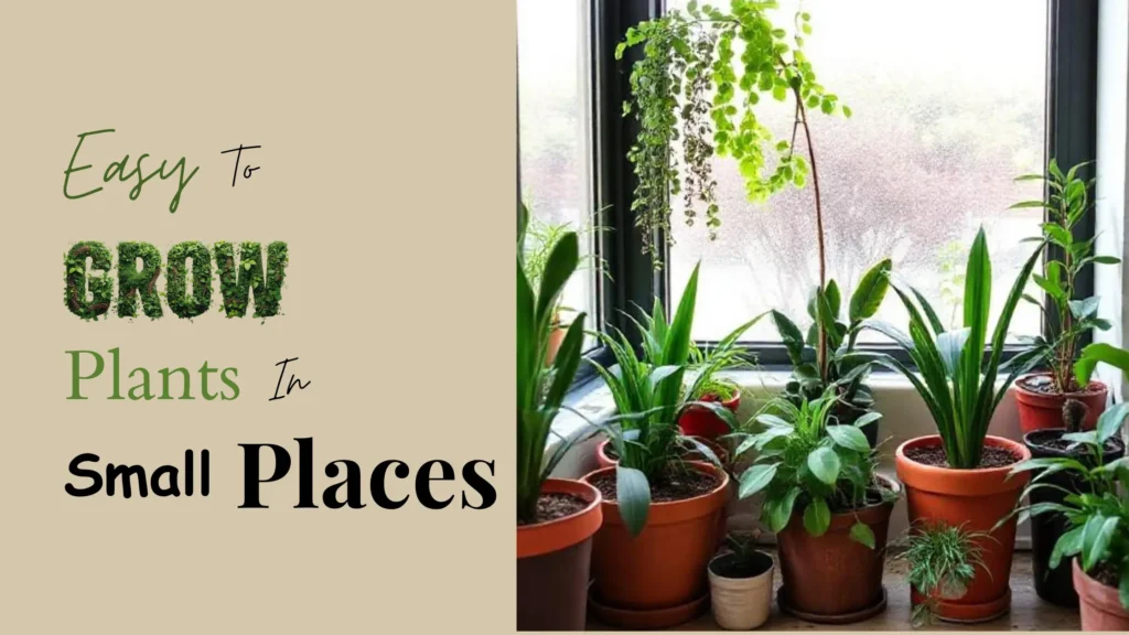 plants grow in small places